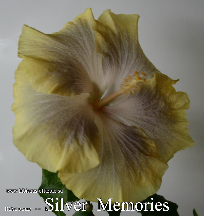 073 - Silver Memories.jpg