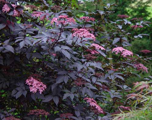  Sambucus nigra Black Beauty - 3,98