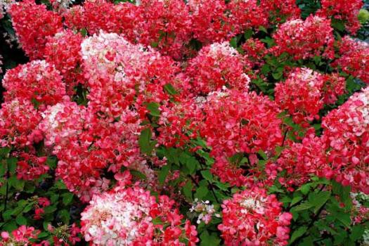  Hydrangea pan. Diamond Rouge - 5,96