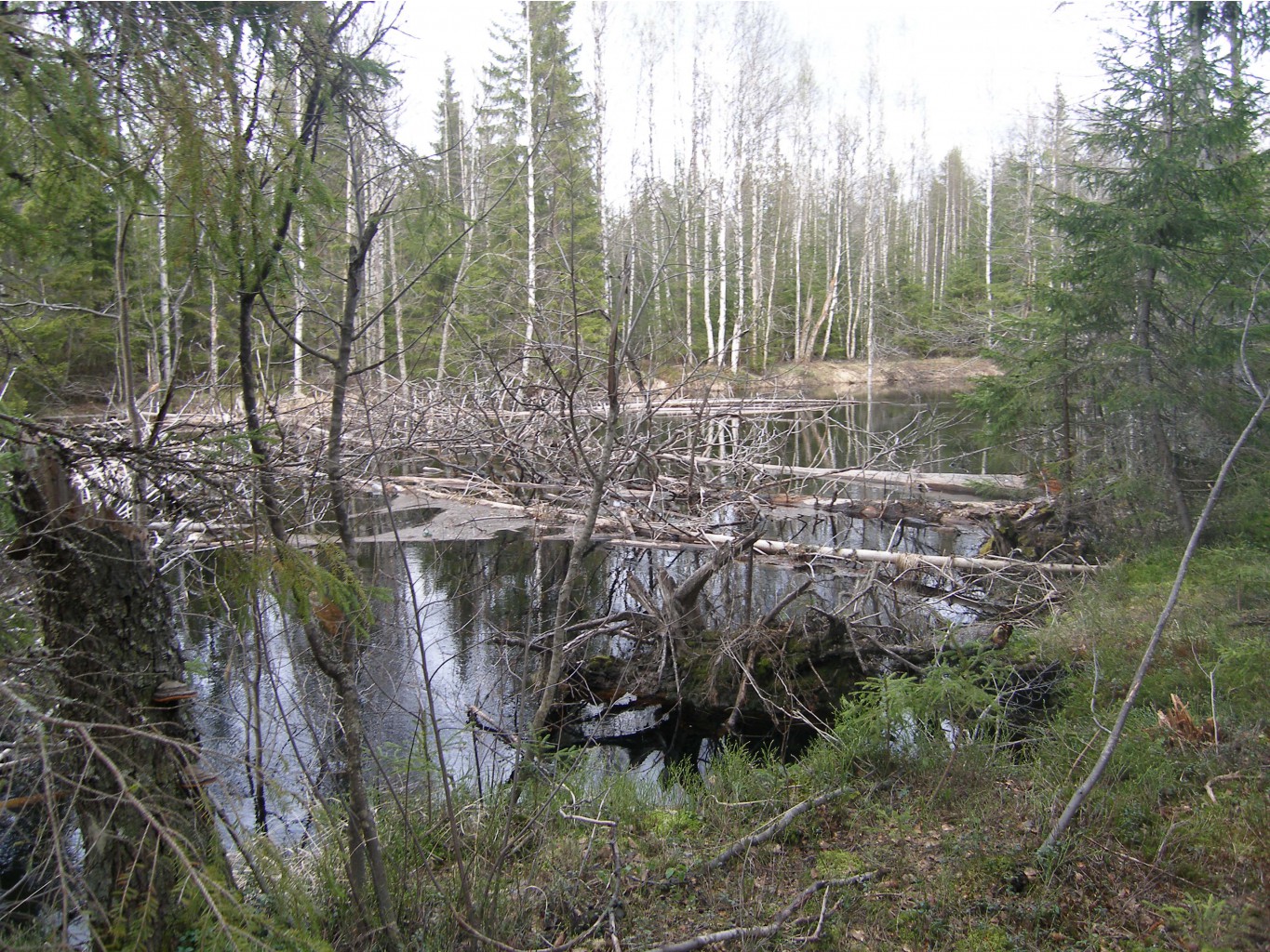 P5143986.JPG