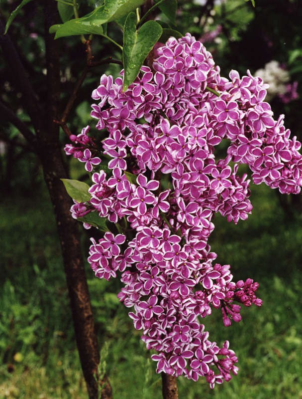  Syringa v.Sensation - 2,93