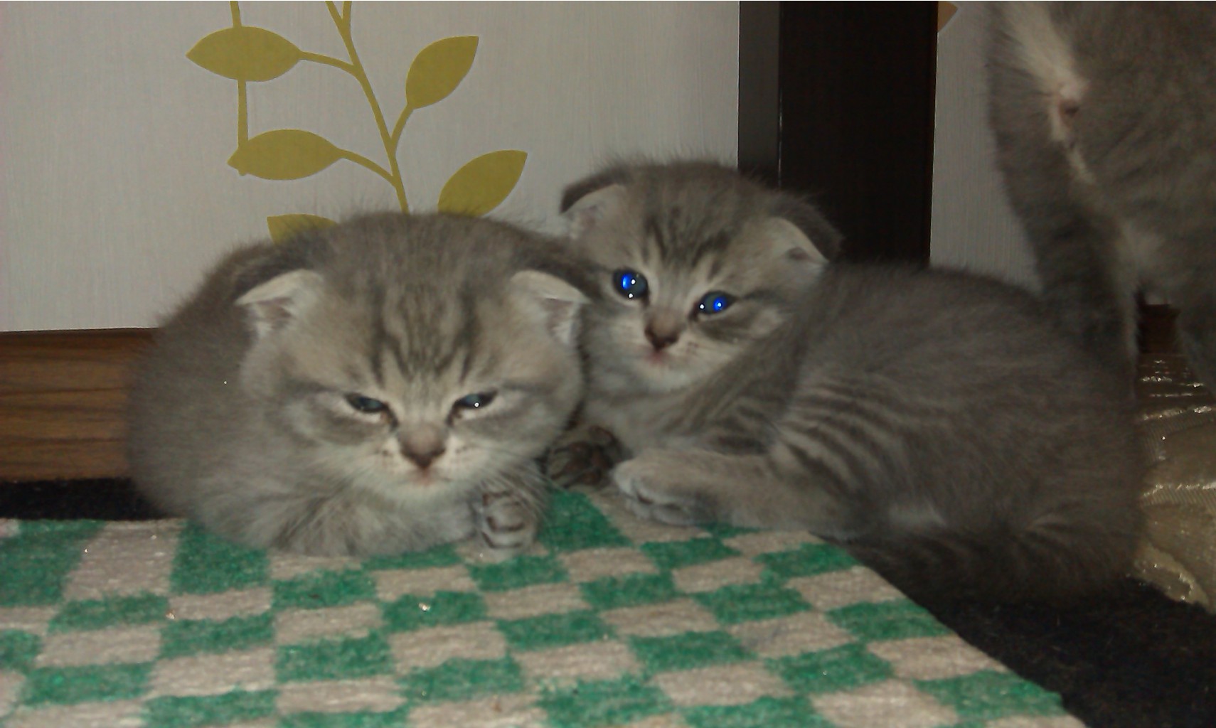 imag0222.jpg