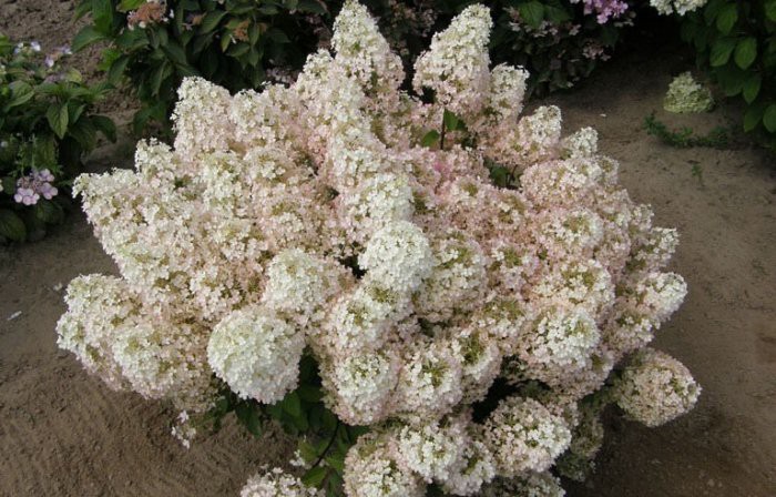 Гортензия Hydrangea pan.Bobo - 5,57.