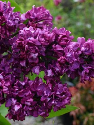 Сирень Syringa v.Charles Joly - 3,59.