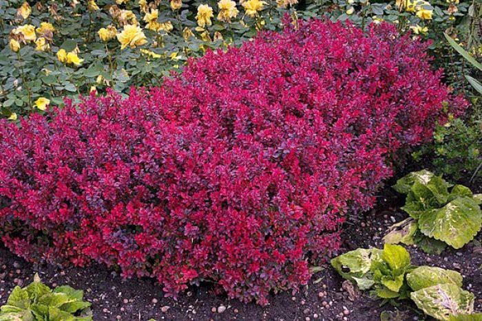  Berberis thunb.Bagatelle - 2,00.