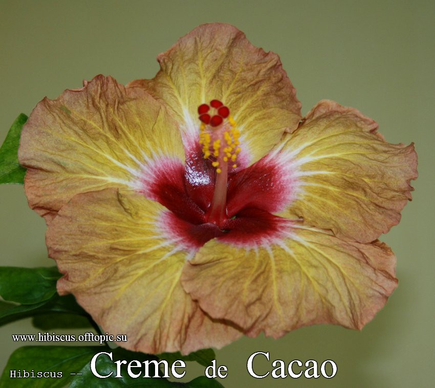 081 - Creme de Cacao.jpg