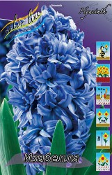 Hyacinth Isabelle 143,5.  5..jpg