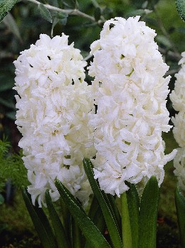 Hyacinth Madame Sophie 168,2.  5.jpg