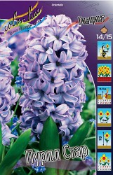 Hyacinth Purple Star 66,8.  5 .jpg