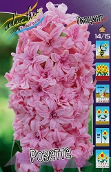 Hyacinth Rosette 181,9.  5..jpg