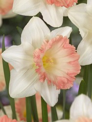 Narcissus Britisch Gamble 121,6.  5 ..jpg