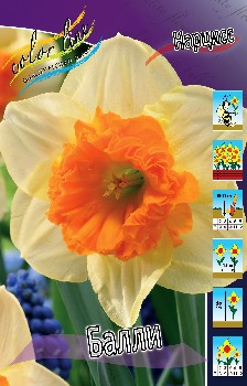Narcissus Bulley 227,2.  10.jpg