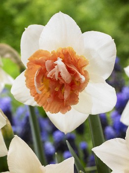 Narcissus Candy Princess 126,2.  7.jpg