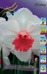 Narcissus Cool Flame 133,4.  10..jpg