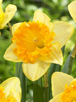 Narcissus Ferris Wheel 195,7.  7.jpg