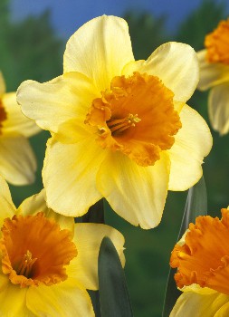 Narcissus Fortissimo 133,4.  10.jpg