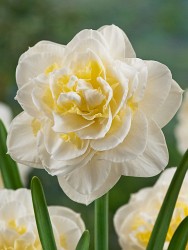 Narcissus Lingery 228,4.  5..jpg