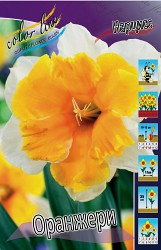 Narcissus Orangery 105,8.  10..jpg