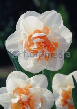 Narcissus Pink Champagne 246,5.  5.jpg