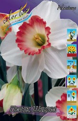 Narcissus Pink Charm 100,3.  10..jpg