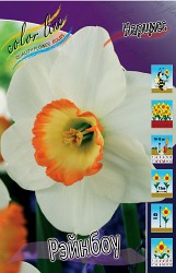 Narcissus Rainbow 155,5.  10..jpg