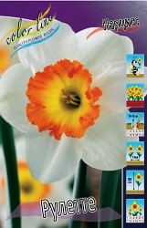 Narcissus Roulette 161.  10..jpg