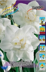 Narcissus Snowball 199,6.  5..jpg