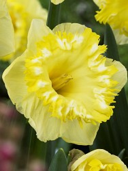 Narcissus Snowtip 390,1.  5 ..jpg