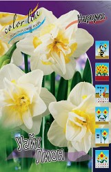 Narcissus White Lion 133,4.  10..jpg