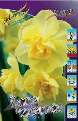 Narcissus Yellow Cheerfulness 94,8.  10..jpg