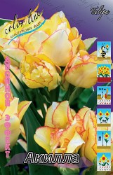 Tulipa Aquilla 129,1.  10..jpg