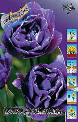 Tulipa Blue Diamond 98,5.  10.jpg