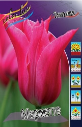 Tulipa Mariette 88,2.  10.jpg