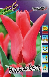 Tulipa Moneymaker 108,7.  10..jpg