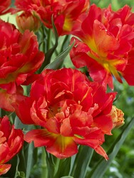 Tulipa Monte Orange 93,3.  10.jpg