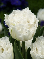 Tulipa Snow Fever 149,5.  7..jpg