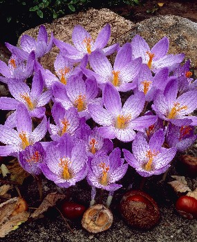 Crocus speciosus Conqueror 70,9.  15.jpg