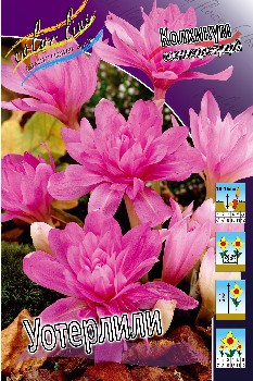 Colchicum Waterlily 213,4.  3.jpg