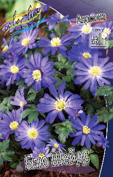 Anemone blanda Blue Shades 52,5.  15.jpg