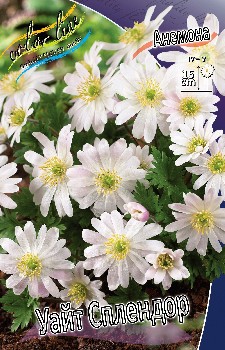 Anemone blanda White Splendour 87,7.  15.jpg