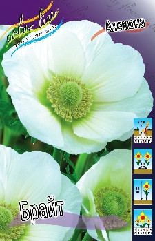 Anemone coronaria Bride 44,8.  15.jpg