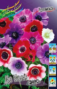 Anemone coronaria De Caen Mixed 44,8.  15.jpg