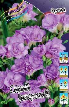 Freesia Double Blue 80,1.  15.jpg