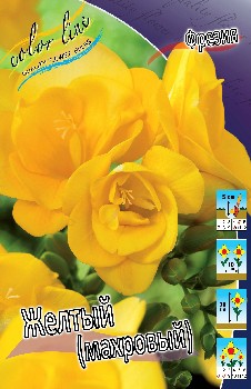 Freesia Double Yellow 80,1.  15.jpg