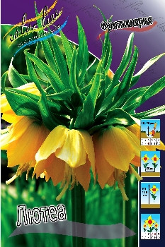 Fritillaria imperialis Lutea 149,5.  2.jpg