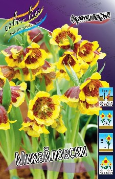 Fritillaria Michailovsky 228,7.  15.jpg