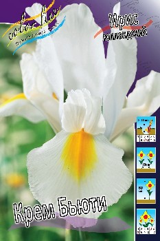 Iris hollandica Cream Beauty 72,9.  10.jpg