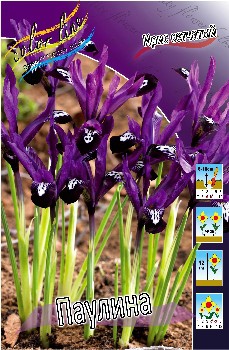 Iris reticulata Pauline 51,5.  10.jpg