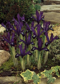 Iris reticulata Purple Gem 51,5.  10.jpg