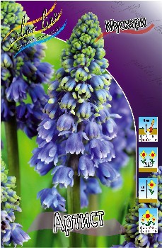 Muscari Artist 56,6.  10.jpg